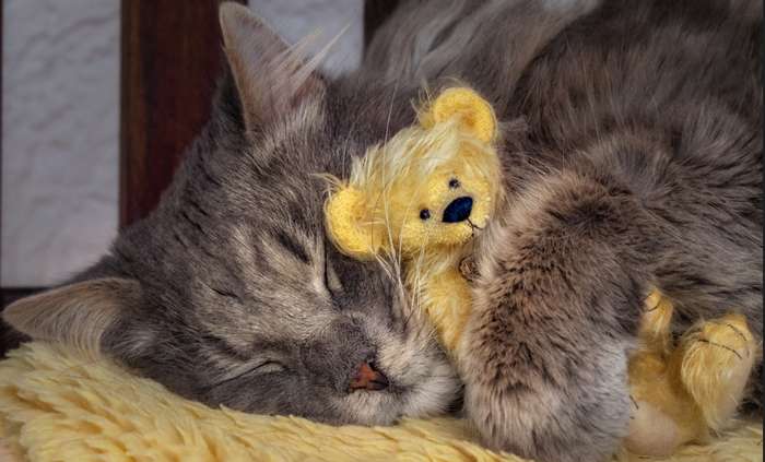 Bei der Wahl eines Stofftiers aus Plüsch sollte darauf geachtet werden, dass es ein besonders weiches Fell hat. ( Foto: Adobe Stock - rhoenes )