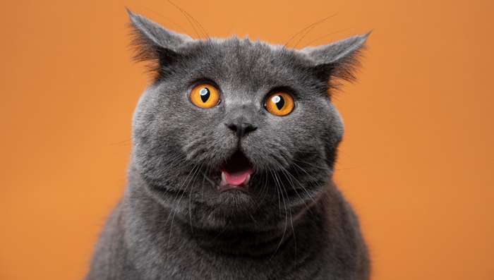 Auch wenn die Vorfahren der Katze aus Wüstengegenden stammen, heißt das nicht, dass die Stubentiger die Hitze gut vertragen können. ( Foto: Shutterstock - Nils Jacobi )