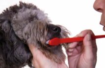 Zähne putzen Hund sollte tägliche Routine sein ( Foto: Adobe Stock - aceshot )