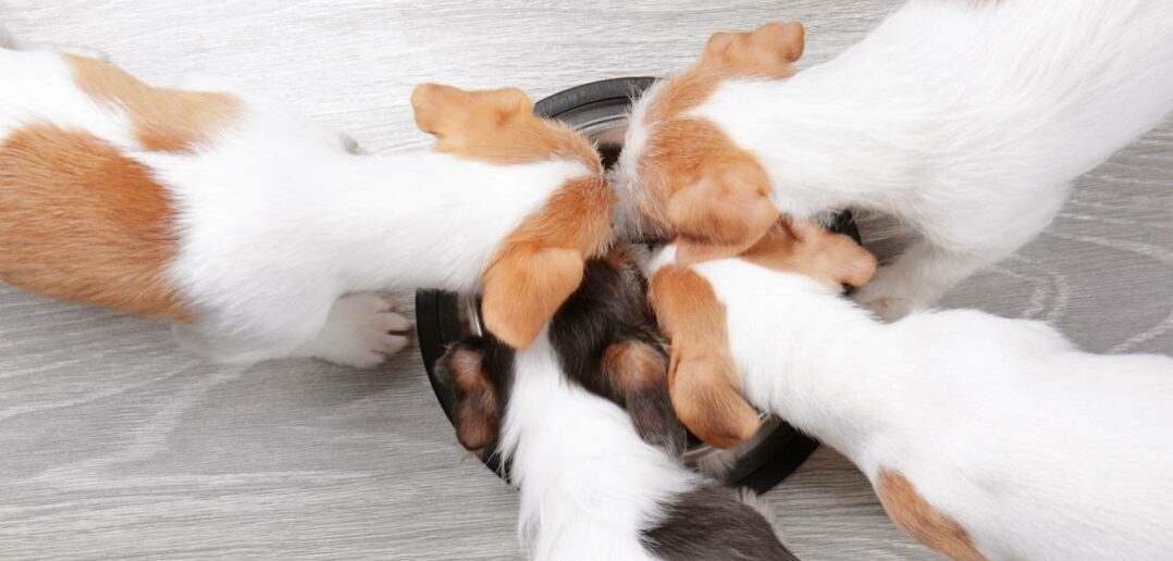 Das beste Hundefutter Deutschlands 2022 – Hundehalter haben gewählt (Foto:AdobeStock - Africa Studio)