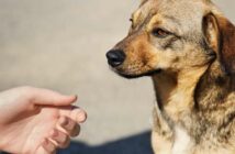 Fremde Hunde streicheln: wahre Tierfreunde fragen erst (Foto: Adobe Stock- kosobu)