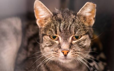Katzen mit FIV: Was k&ouml;nnen Tierbesitzer &uuml;ber die Lebenserwartung erwarten? (Foto: AdobeStock - Todorean Gabriel 317285672)