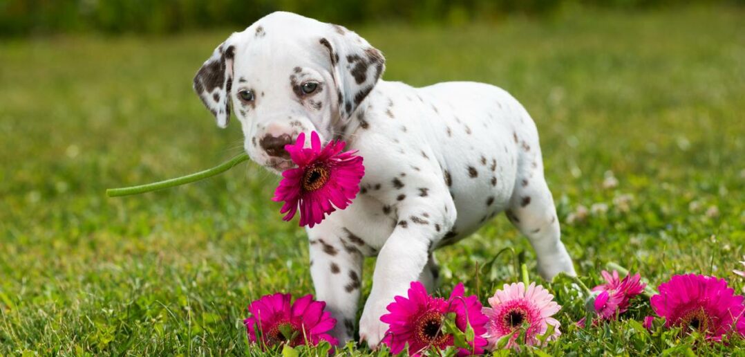 Optimaler Tagesablauf Welpe: Vom Aufwachen bis zum Schlafengehen ( Foto: Adobe Stock-DoraZett)