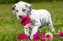 Optimaler Tagesablauf Welpe: Vom Aufwachen bis zum Schlafengehen ( Foto: Adobe Stock-DoraZett)