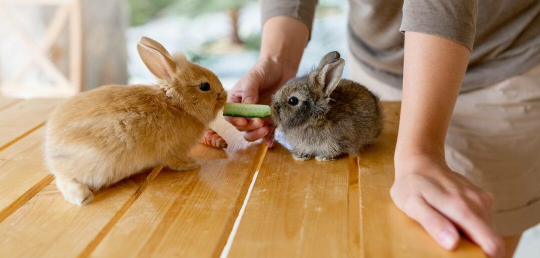 Dürfen Kaninchen Gurke essen: Darauf solltest Du bei der Fütterung von Kaninchen achten ( Foto: Adobe Stock Алина Битта)