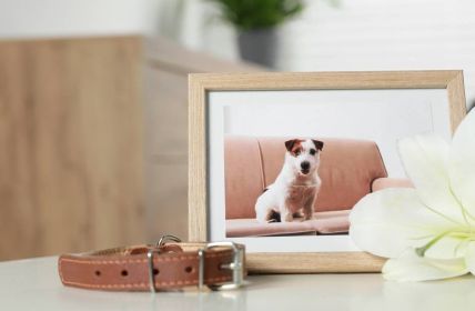 Haustiere im Garten begraben - was ist erlaubt? (Foto: AdobeStock 623266613 New-Africa)