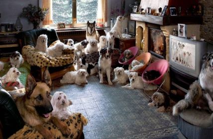 Hunderte Tiere in verwahrlostem Zustand gefunden (Foto: AdobeStock 25799597  Eric Isselée)