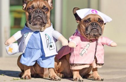 Amazon plant Telemedizindienst für Haustiere als neues (Foto: AdobeStock - Firn 437346495)