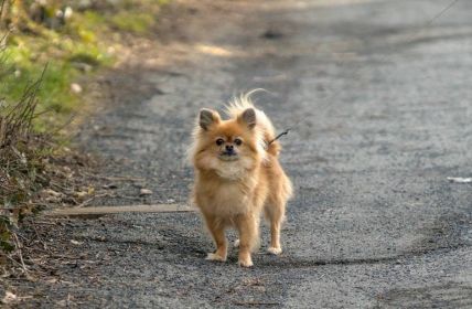 Hundeerziehung: Sicherheit und Schutz für Mensch und Tier (Foto: AdobeStock 630039837 Leon)